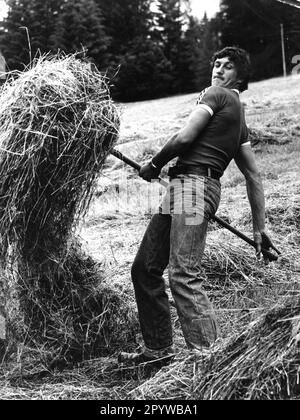 Alpinski: Franz Klammer (Österreich) erntet Heu auf dem Hof seiner Eltern in Fresach/Kärnten. 15.10.1976 (geschätzt). Nur für Journalisten! Nur zur redaktionellen Verwendung! [Maschinelle Übersetzung] Stockfoto