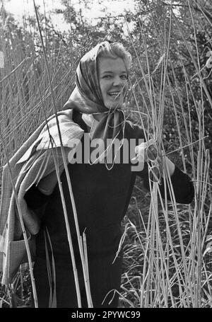 Eine Frau schaut zwischen Schilf im Ammersee raus. [Maschinelle Übersetzung] Stockfoto