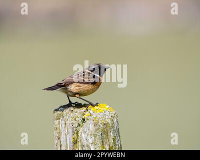 Männlicher Stonechat (Saxicola torquata) auf einem Pfosten, Clee Hill, Shropshire Stockfoto