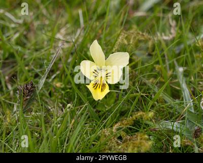 Mountain Pansy, Viola lutea, Anbau auf Titterstone Clee Hill, Shropshire, Großbritannien Stockfoto