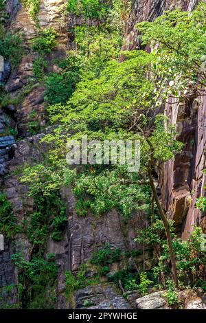 Die Waldvegetation vermischt sich mit den Felsen an einem felsigen Hang in der brasilianischen Biom-Region Cerrado (Savanne) in der Serra do Cipo im Bundesstaat Minas Stockfoto