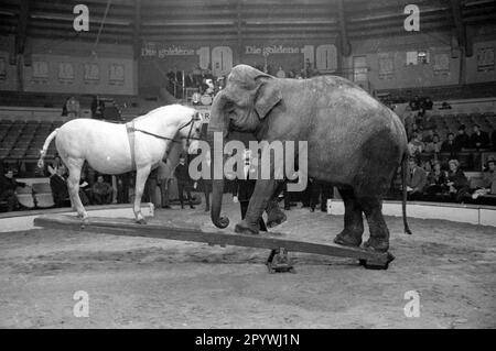Stars of the Manege-The Golden Ten 1966 [automatisierte Übersetzung] Stockfoto