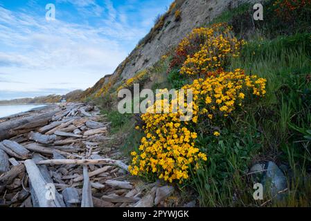 Der blühende Besen bedeckt die Klippen in der Nähe des Beacon Hill Park an der Küste von Vancouver Island in Victoria, BC. Stockfoto