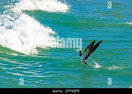 Tropische Seevögel, die nach dem Tauchen vor den Wellen aus dem Wasser kommen, Brasilien Stockfoto