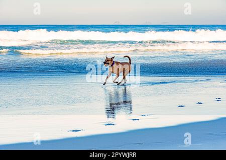 Cur Dog mit Ball im Mund am Strand von Ipanema in Rio de Janeiro, Brasilien Stockfoto