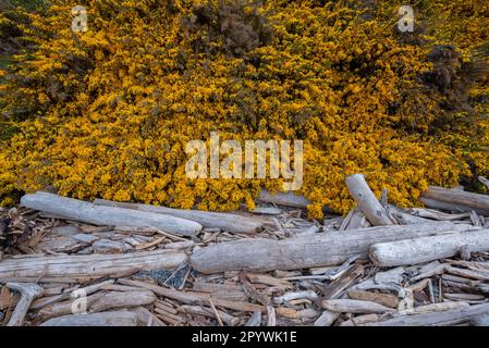 Der blühende Besen bedeckt die Klippen in der Nähe des Beacon Hill Park an der Küste von Vancouver Island in Victoria, BC. Stockfoto