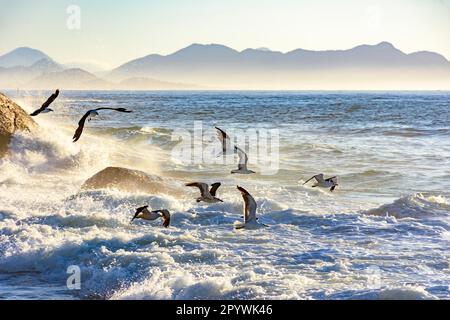 Seemöwen fliegen bei Sonnenaufgang über dem Meer und den Felsen von Ipanema in Rio de Janeiro, Ipanema, Rio de Janeiro, Rio de Janeiro, Brasilien Stockfoto