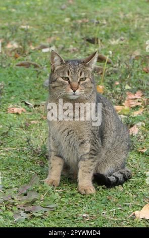Graue Katze, die im Gras sitzt Stockfoto