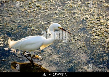 Junger weißer Reiher, der am Nachmittag durch das Wasser und die Vegetation eines Sees spaziert, Rio de Janeiro, Rio de Janeiro, Brasilien Stockfoto