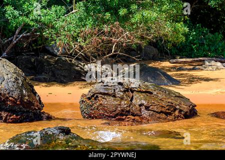 Treffen zwischen dem Regenwald und dem kristallklaren Meer in Ilha Grande an der grünen Küste von Rio de Janeiro, Ilha Grande, Angra dos Reis, Rio de Stockfoto