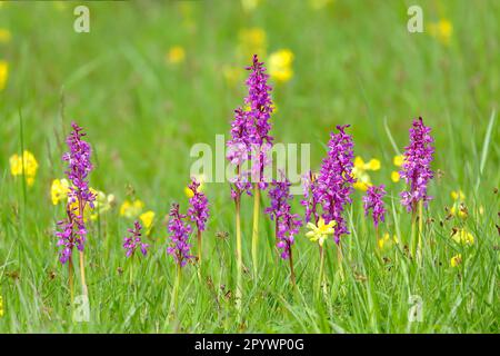 Frühe violette Orchidee (Orchis mascula), mehrere Blumenpflanzen, zwischen gemeiner Kuhschnute (Primula veris), Orchidee, Hessen, Deutschland Stockfoto