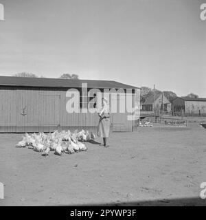 Eine Frau füttert Hühner auf einer Farm in Pommern. Stockfoto