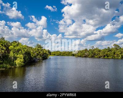 Deer Prairie Creek an einem Sommertag mit weißen Wolken und blauem Himmel im Deer Prairie Creek Preserve in Venice im Südwesten Floridas, USA Stockfoto