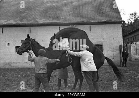 Pferdezucht im Union-Klub. Der Union-Klub wurde 1867 in Hoppegarten bei Berlin gegründet. Der Reitklub umfasste Mitglieder der politischen und finanziellen Elite sowie fast alle akkreditierten Berliner Diplomaten. Stockfoto