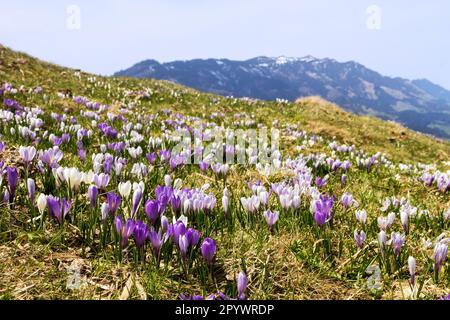 Lila und weiße Crocus Alpenblumen blühen im Frühling auf den Alpen Berg Stockfoto