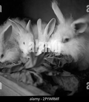 Kaninchen im Schuppen essen Salat. Ohne Ort und Datum, wahrscheinlich in den 1930er. Stockfoto