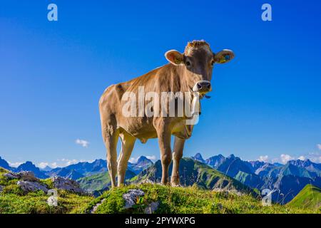 Jungrinder, Allgaeuer Braunvieh, Hausrinder (Bos primigenius taurus), auf einer alpinen Wiese am Nebelhorn, nahe Oberstdorf, Alpen Allgaeu Stockfoto