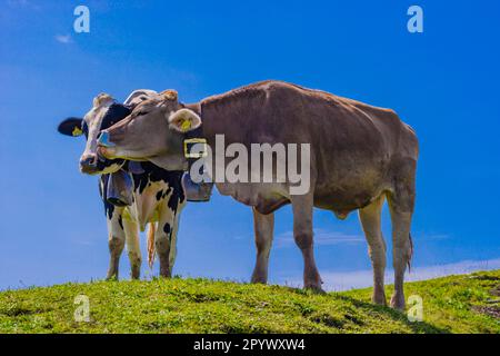 Hornless Allgaeu Brown Swiss Rinder, Alpenweide bei Immenstadt, Allgaeu Alpen, Allgaeu, Bayern, Deutschland Stockfoto