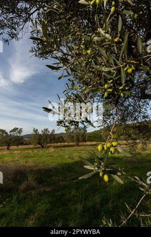 Grüner Olivenhain in Bolsena: Sonnenverwöhnte Olivenzweige mit Früchten im Vordergrund der pastoralen Landschaft der Olivenplantage Bolsena Stockfoto