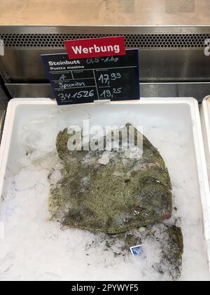 Ausstellung von Fisch aus der Fischerei frischer Steinbutt (Psetta maxima) auf Eis in einer gekühlten Fischtheke des Fischverkaufs, Lebensmittelhandel Stockfoto