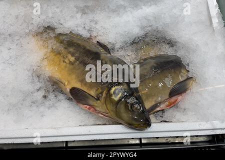 Ausstellung von Fischfang Fang Fisch frischer Fisch Gemeine Karpfen (Cyprinus carpio) auf Eis in einer gekühlten Thekentheke des Fischverkaufs Fischhändler, Lebensmittel Stockfoto