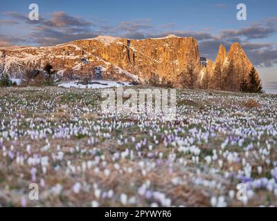 Crocus Meadow vor Schlern, Sunrise, Catinaccio, Dolomiten, Südtirol Stockfoto