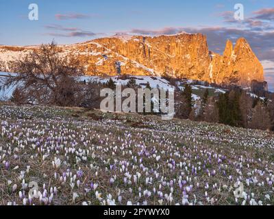 Crocus Meadow vor Schlern, Sunrise, Catinaccio, Dolomiten, Südtirol Stockfoto