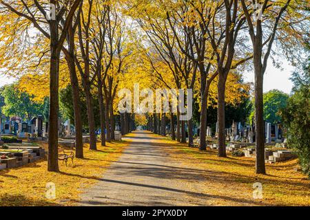 Herbstallee, Zentralfriedhof, Wien, Österreich Stockfoto