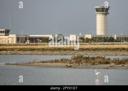 Larnaca, Larnaca, Zypern. 5. Mai 2023. Ein Flamingo reagiert im Salzsee neben dem Larnaca International Airport. (Kreditbild: © Kostas Pikoulas/ZUMA Press Wire) NUR REDAKTIONELLE VERWENDUNG! Nicht für den kommerziellen GEBRAUCH! Stockfoto