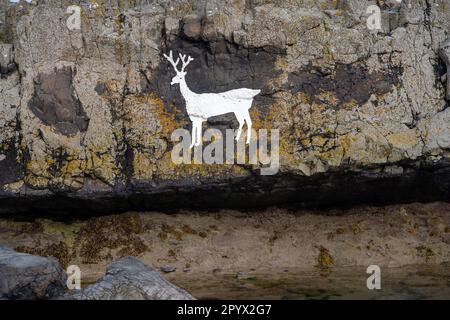 Weißer Hirsch, gemalt auf Felsen im Norden von Bamburgh Beach, Northumberland, Großbritannien Stockfoto