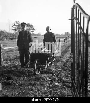 Ein älterer Mann schiebt eine Schubkarre mit Korkdecken. Er wird von einem anderen Mann begleitet. Unbezahltes Foto, wahrscheinlich in den 1930er Jahren gemacht. [Maschinelle Übersetzung] Stockfoto