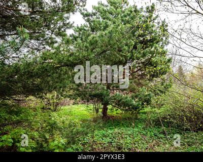 Kiefern auf einem überwucherten Hinterhof im Dorf im Frühling Stockfoto