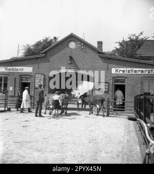 'Undatiertes Foto des Torhauses (Eingang) des Rindermarkts in Husum, Nordfriesland, Schleswig-Holstein um 1940. Links vom Torbogen, das Marktbüro, rechts der Bezirkstierarzt. Milchkühe werden durch das Tor getrieben. Links ein Viehhändler (in einem weißen Mantel). Über dem Torbogen: „Langsam fahren“. Stockfoto