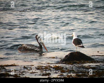 Pelikaner schwimmen an der felsigen Küste und Gabiota auf Felsen Stockfoto