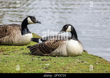 Eine Kanadische Gans, die auf Gras am Millbrook Lake in Cornwall ruht. Kopfzeile und Kopierbereich. Stockfoto