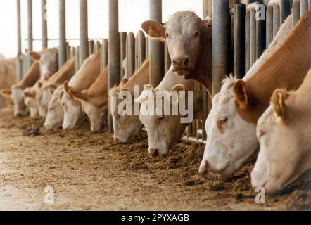 Datum der Registrierung: 29.04.1998 Rinderhaltung in einem ökologischen Betrieb in Schmoelln, Mecklenburg-Vorpommern. [Maschinelle Übersetzung] Stockfoto