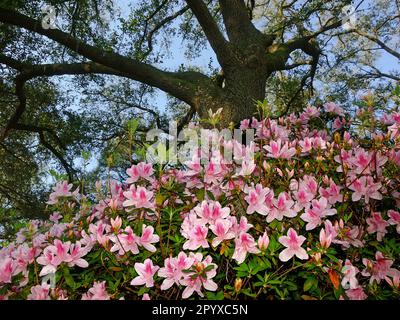 Azalea-Blütenprofusion unter einer alten lebenden Eiche im Frühling. Stockfoto