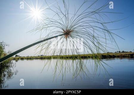 Papyrus-Blatt, Zweig gegen den blauen Himmel. Kwando River, Namibia, Afrika Stockfoto