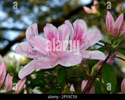 Azalea-Blütenprofusion unter einer alten lebenden Eiche im Frühling. Stockfoto