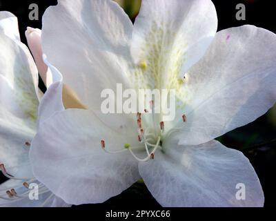 Azalea-Blütenprofusion unter einer alten lebenden Eiche im Frühling. Stockfoto