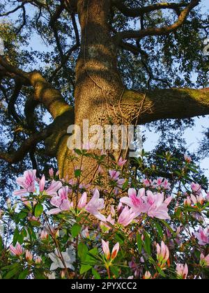 Azalea-Blütenprofusion unter einer alten lebenden Eiche im Frühling. Stockfoto