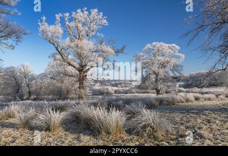 Irland, County Sligo, Markree Castle Grounds in der Nähe von Collooney, Bäume und Gras bedeckt mit Schnee und Heiserfrost in der Mitte des Winters. Stockfoto