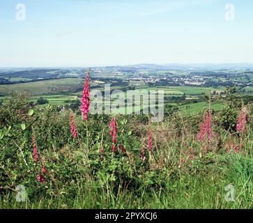 England. Ich Bin Devon. Auf dem Land mit Blick auf Tavistock. Stockfoto