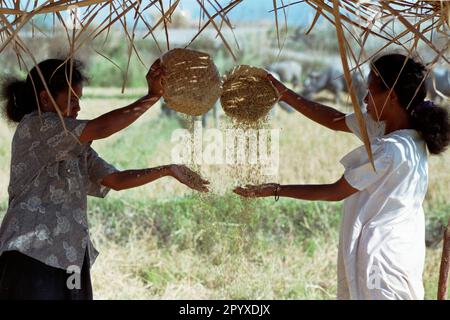 Zwei junge Frauen, die Reis dreschen. [Maschinelle Übersetzung] Stockfoto