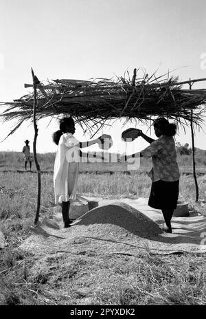Zwei junge Frauen, die Reis dreschen. [Maschinelle Übersetzung] Stockfoto