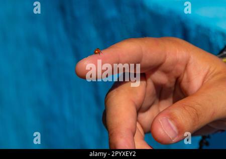 Hände eines Mannes, der einen roten Marienkäfer hält, während er an einem Finger krabbelt. Stockfoto