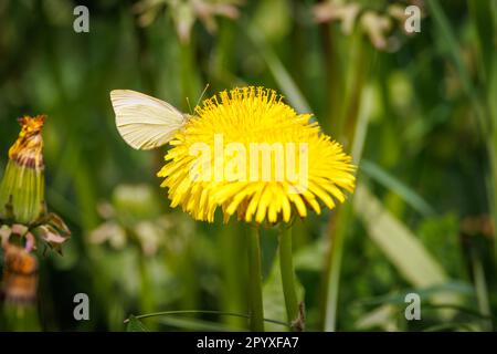 Ein kleiner Weißkohl sitzt auf einer Butterblume Stockfoto