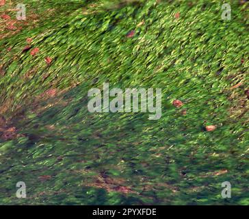 Japan. Nahaufnahme der Natur. Flacher Bach mit grünen Wasserpflanzen. Stockfoto