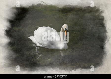 Ein digitales Aquarellgemälde eines einzelnen isolierten weißen Schwans, der auf dem Fluss Lathkill, Lathkill Dale, Peak District National Park, Derbyshire, Stockfoto