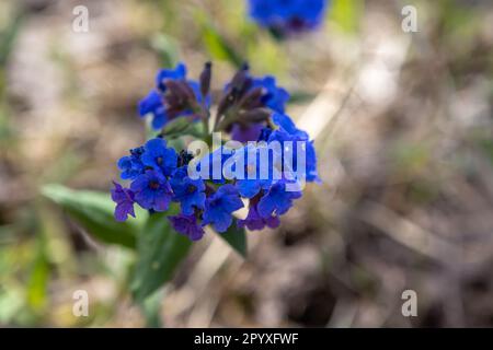 Medunitsa (Pulmonaria officinalis) ist eine Heilpflanze aus der Familie der Boraginaceae. Die Pflanze wird in der alternativen Medizin eingesetzt. Wunderschöne blaue Blumen. Stockfoto